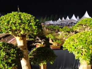 Ratusan Bonsai di Pamerkan pada acara Pameran menyambut HUT Lutim Ke 22 Tahun
