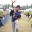 Arman Amrullah sedang mengangkat Bonsai Jenis Azoka. 