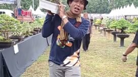 Arman Amrullah sedang mengangkat Bonsai Jenis Azoka. 
