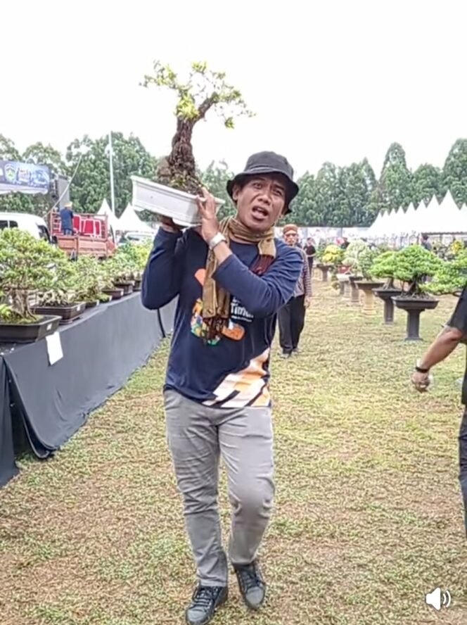 
					Arman Amrullah sedang mengangkat Bonsai Jenis Azoka. 