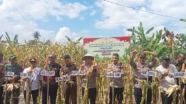 Kapolres Lutim AKBP Zulkarnain melakukan panenan raya jagung kuartal II di Kecamatan Wotu, Kamis, (05/06/25)