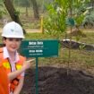 Komisaris Independen MIND ID, Grace Natalie berfoto di pohon yang baru ditanam di Taman Kehati Sawerigading Wallacea, Sorowako, Jumat, (13/06/25). Foto/kolomdata.id