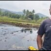 Ketua Komisariat Pasitabe Towuti, Arryos berada di sawah terdampak kebocoran pipa minyak. 