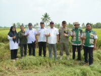 Bupati Luwu Patahudding mengikuti panen padi di Kecamatan Kamanre