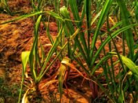 Lahan tebu sebagai bahan baku bioetanol