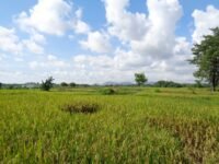 Hamparan sawah di Kabupaten Jeneponto, Sulawesi Selatan