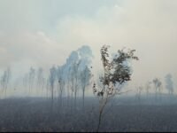 Kebakaran hutan dan lahan karhutla yang mengeluarkan asap tebal