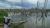 Prabowo Pilih Satyawan Pudyatmoko Pimpin Badan Baru Pengelola Gambut dan Mangrove