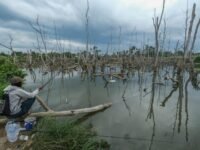 Prabowo Pilih Satyawan Pudyatmoko Pimpin Badan Baru Pengelola Gambut dan Mangrove