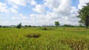 Hamparan sawah siap panen di Sulawesi Selatan